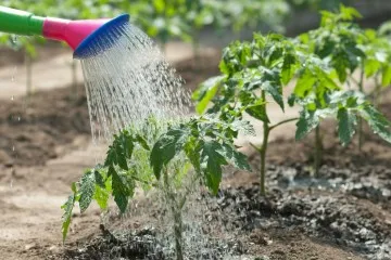 Nu uda grădina cu propriile sale mâini, unelte și recipiente (udare) Noi udatul grădinii cu mâinile proprii, instrumente și capacitatea de