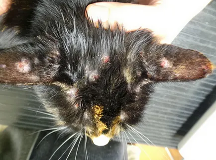 Dermatita la câini și pisici cauze, simptome și tratament Dermatita la câini și pisici cauze, simptome și tratament