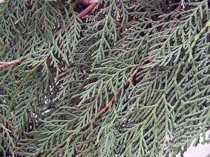 Thuja copac - plantare și îngrijire Foto arborvitae, altoire arborvitae și de reproducere, specii și varietăți