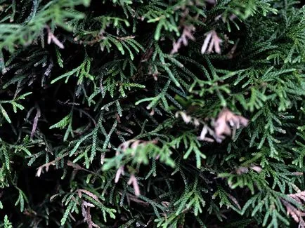 Thuja copac - plantare și îngrijire Foto arborvitae, altoire arborvitae și de reproducere, specii și varietăți