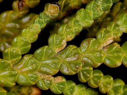 Thuja copac - plantare și îngrijire Foto arborvitae, altoire arborvitae și de reproducere, specii și varietăți