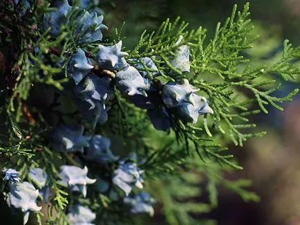 Thuja copac - plantare și îngrijire Foto arborvitae, altoire arborvitae și de reproducere, specii și varietăți