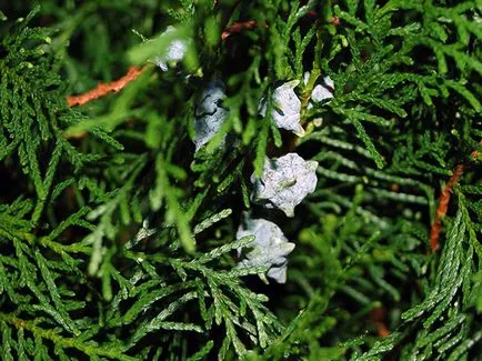 Thuja copac - plantare și îngrijire Foto arborvitae, altoire arborvitae și de reproducere, specii și varietăți