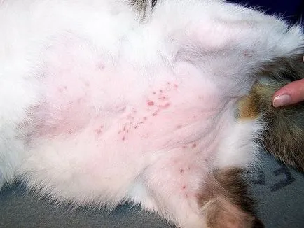 Dermatita simptomelor pisici fotografie și tratament