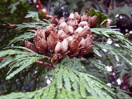 Thuja copac - plantare și îngrijire Foto arborvitae, altoire arborvitae și de reproducere, specii și varietăți