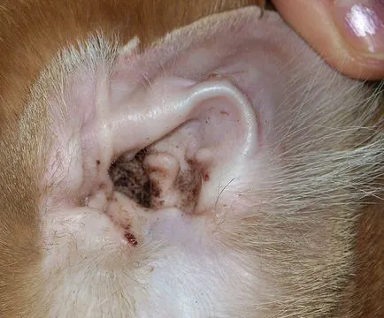 Dermatita la pisici cauze, simptome si tratamente Dermatita la pisici cauze, simptome si tratamente
