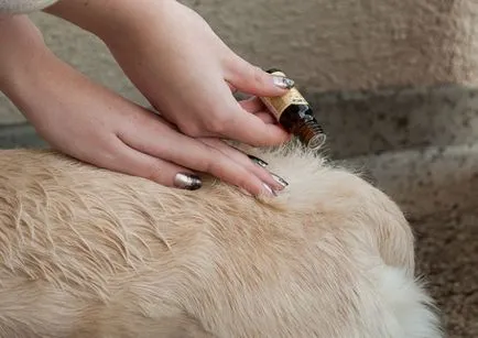 PET de purici și cum să se ocupe cu ei - o dată pentru totdeauna
