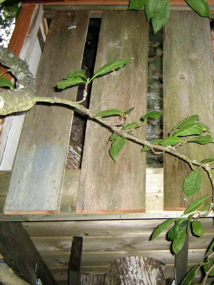 Treehouse fotografie cu dvs. mâinile proprii, diagrama, instrucțiuni video (lor) Treehouse fotografie cu mâinile proprii, diagrama, instrucțiuni video
