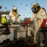 Factori care roiesc albine și măsurile de prevenire Factori care roiesc albine și măsurile de prevenire