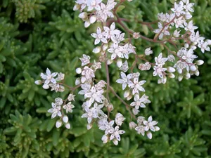 Enciclopedia de plante Sedum (stonecrop)
