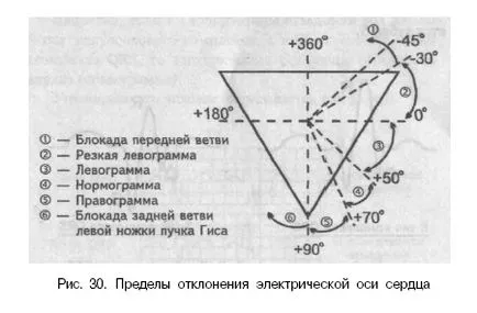 Axa electrice cardiace electrice și poziția (ventriculii vector de excitație) Axa electrică și poziția inimii electrice