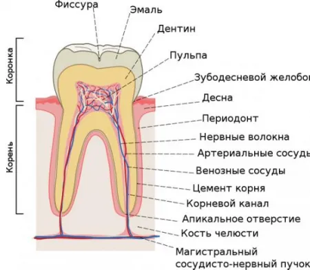Dacă aveți o durere de dinți, care se poate face la domiciliu (de a vizita un dentist) Dacă aveți o durere de dinți, care se poate face la domiciliu