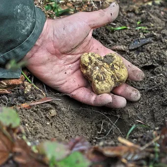 Foto și descrierea de ciuperci trufe, trufe și cum să crească în cazul în care acestea pot fi găsite