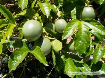 passionfruit de fructe utile și proprietăți nocive ca mananca fructul pasiunii, feedback-ul și comentarii (fructe) Fructe de pasiune proprietăți utile și dăunătoare ca mananca fructe pasiunii, recenzii și comentarii