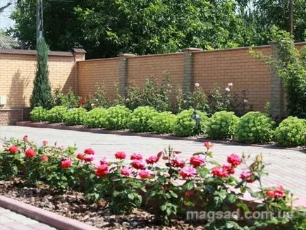 Fotografie - Landscape Design