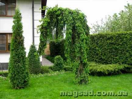 Fotografie - Landscape Design