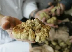 În cazul în care în România crește trufa de ciuperci (în creștere) În cazul în care în România crește trufa de ciuperci
