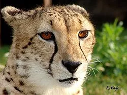 Ghepard - este