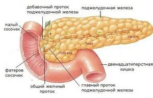 În cazul în care în corpul uman este pancreasul (e) În cazul în care în corpul uman este pancreasul