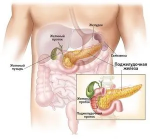 În cazul în care în corpul uman este pancreasul (o glanda) În cazul în care în corpul uman este pancreasul