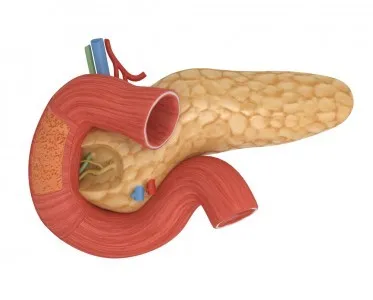 În cazul în care o persoană este pancreasul și funcțiile pe care îndeplinește În cazul în care o persoană este pancreasul și funcțiile pe care îndeplinește