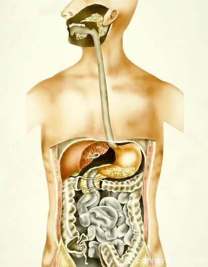 În cazul în care o persoană este pancreasul și funcțiile pe care îndeplinește (pancreas) În cazul în care o persoană este pancreasul și funcțiile pe care îndeplinește
