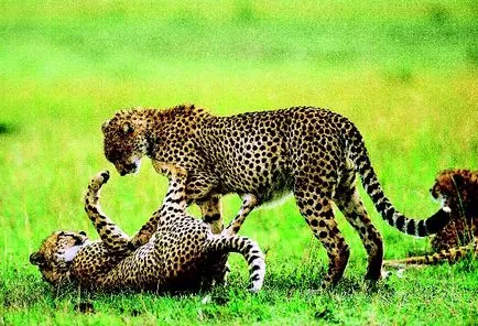 Cheetah și leopard - rudele țipătoare