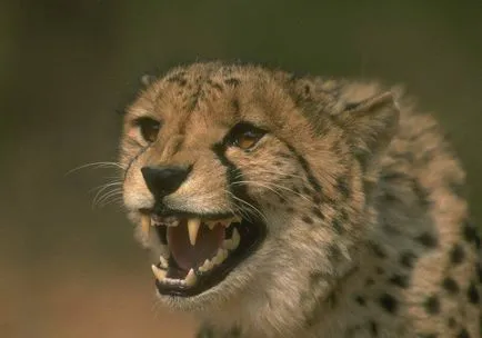 Cheetah - descriere, subspecii, fotografie, în cazul în care trăiește, ceea ce mănâncă
