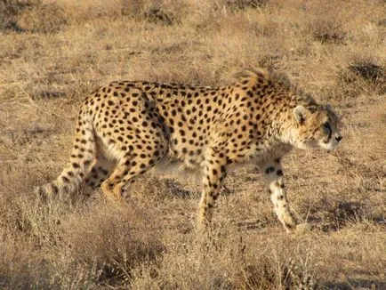 Cheetah - descriere, subspecii, fotografie, în cazul în care trăiește, ceea ce mănâncă