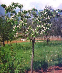 Pear - alegerea normelor portaltoi și grefare (portaltoi) Pear - alegerea normelor portaltoi și grefare