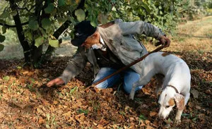 afaceri ciuperci în colectarea și vânzarea de trufe (de afaceri) afaceri ciuperci în colectarea și vânzarea de trufe