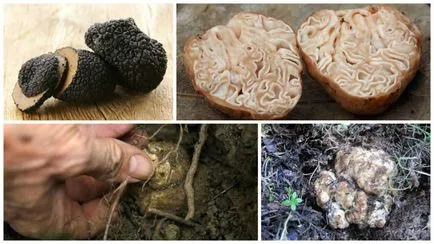 Truffle ciuperci - fotografii, descriere, care este în creștere în România