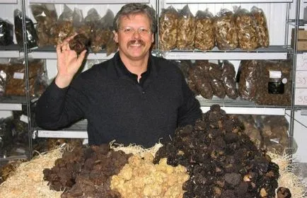 beneficii ciuperci Truffle si Harms, descriere și specii, unde creste si aplicatii (ciuperci) avantaje și prejudicii Truffle ciuperci, descriere și specii, în cazul în care crește și aplicarea