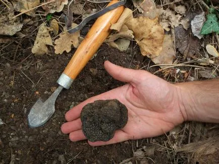 Truffle ciuperci - fotografii, descriere, care este în creștere în România