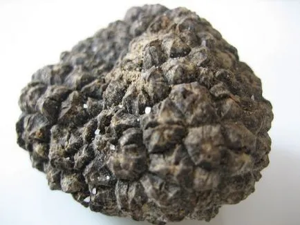 beneficii ciuperci Truffle si Harms, descriere și specii, unde creste si aplicatii (ciuperci) avantaje și prejudicii Truffle ciuperci, descriere și specii, în cazul în care crește și aplicarea