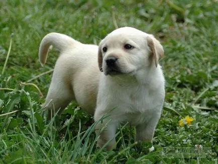 Nume pentru câini Labrador