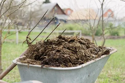 A scăpa de greierii mijloace și metode pentru distrugerea dăunătorului