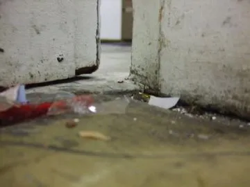Cât de repede și eficient a scăpa de purici în apartament casa (rapid) Cât de repede și eficient a scăpa de purici în casa apartament