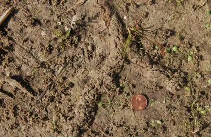 Cum să se ocupe cu Medvedkov, și a scăpa de ea la cabana lor de vara