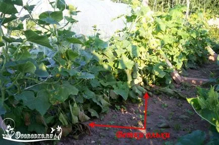 Cum să se ocupe cu greierii în grădină - modalități eficiente (coropisnite) Cum să se ocupe cu greierii în grădină - modalități eficiente