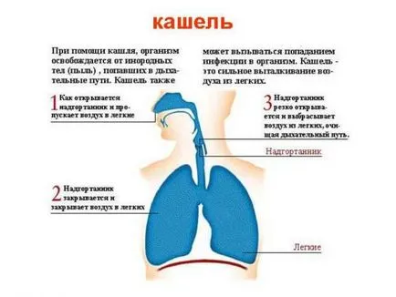 Cât de repede vindeca o tuse remedii populare pentru adulți și copii