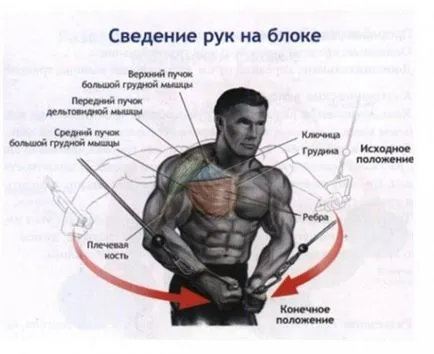 Descărcarea interiorul pectorali - totul despre fitness și culturism!