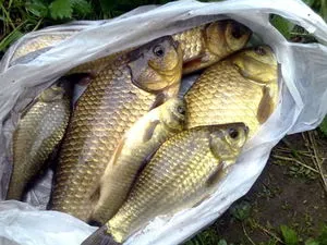 Cum, unde și când pentru a prinde un crap mare, în vara sau în orice alt moment al anului, în special de pescuit (captură crap de captură de vară atunci când musca mare) Cum, unde și când pentru a prinde un crap mare, în vara sau în orice alt moment al anului, în special de pescuit
