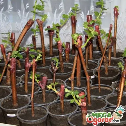 Deoarece butași pentru a planta preparare strugurilor, înrădăcinarea și plantarea butașilor (înrădăcinare) Deoarece butași pentru a planta preparare strugurilor, înrădăcinarea și plantarea butașilor