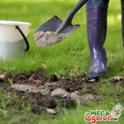 Deoarece butași pentru a planta preparare strugurilor, înrădăcinarea și plantarea butașilor (înrădăcinare) Deoarece butași pentru a planta preparare strugurilor, înrădăcinarea și plantarea butașilor