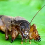 Cum să scapi de greierii, grădină și grădină (larve) Cum să scapi de greierii, grădină și grădină