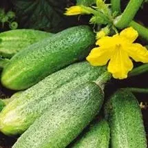 Ce castraveți la sol deschis pentru a planta suburbii pentru a obține o recoltă bună (deschis) Ce castraveți teren deschis pentru a planta suburbii pentru a obține o recoltă bună