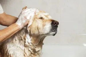 Cum sa scapi de purici in casa - cum să scape Cum sa scapi de purici in casa - cum să scape