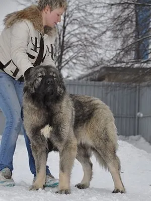 Ce câini sunt în căutarea pentru trufe, heppidogs