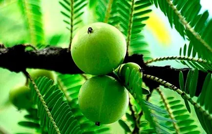 Cum să scapi de păr gri - 12 metode naturale (restabilirea culorii parului) Cum să scapi de păr gri - 12 metode naturale